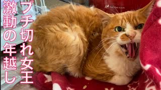 公園の女王猫、激動の年越しをする