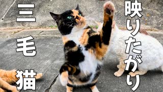 映りたがりの三毛猫が可愛い