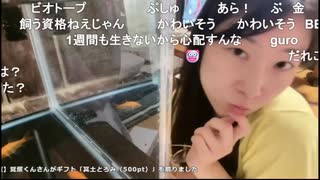 2025/08/04 20:13【かなた】金魚やるぞ！！！！！！！！！