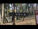 神奈川県相模原市：満開の早咲き桜を見たい(2025.03.21)