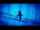 Sharks and Other Sea Creatures (original song, Vocaloid, Akito & Jessica)