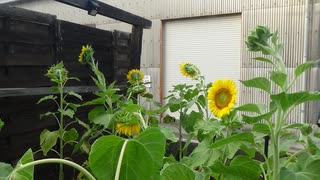 ひまわり：どう？　8月5日(火)