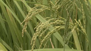 「助かった」久々の雨　週末も雨予報で農家は”恵みの雨”に期待　一方で蚊の大量発生のおそれも!?　対策は水たまりを減らす