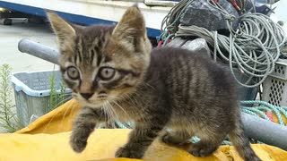 【尊い】猫島の漁港で出会った子猫が反則級の可愛さだった件□□
