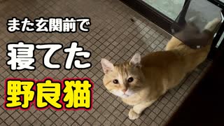 家の中で寝ていいのに…【野良猫】