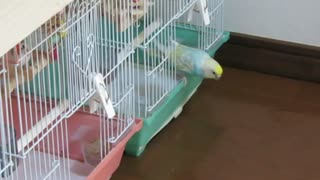 カゴから出るインコ キンカチョウ毛づくろいも映る2025年8月5日