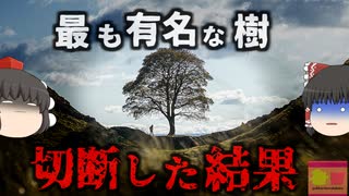 『最も有名な伝説の木を切った男』イギリスで愛された歴史的樹木を酔った勢いで伐採した男  その価値は9000万円とも言われ、実刑判決に…「シカモア・ギャップ事件」【ゆっくり解説】