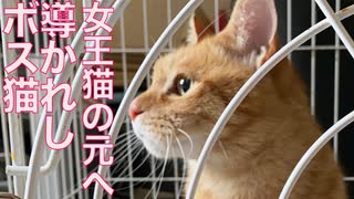 3年半待ったボス猫、女王猫の元へ導かれる