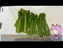 珍食材が食べたい！#223 オオタニワタリ