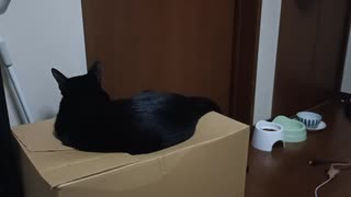 ふりむかないこま