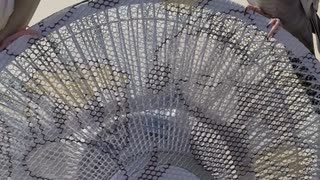 なんの真似っこ？