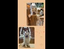 ふわふわの天使、降臨…☁️□