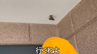 ハチ退治