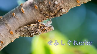 せみしぐれcrier　ft.Mai2