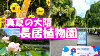 夏の花々を楽しむ【大阪長居植物園】猛暑の大阪ですが、シダレエンジュやデイゴなど真夏に咲く花々もとても魅力的です。とても空いているのは万博のせいでしょうか？！