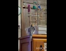 門番なぎ