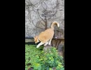 ホモと見る水にダイブする猫たち