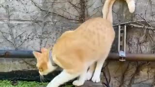 ホモと見る水にダイブする猫たち