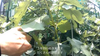 2025イチジクの様子４