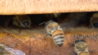 「本当に泣きっ面に蜂」猛暑でハチミツがとれない　羽震わせ巣箱に風送るミツバチ　養蜂場「10年に一度の落ち込みか」