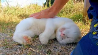 【尊い】逃げたのにやっぱり寄ってきた白猫が可愛すぎる件