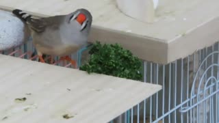 あまり美味しくないbyキンカチョウ　インコも少し映る2025年8月6日