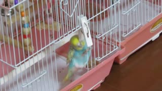 入ってすぐ出るインコ　キンカチョウも少し映る ショート動画2025年8月6日