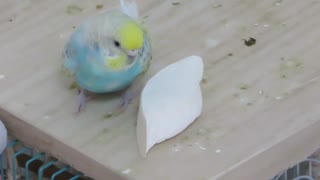 エサの近くでウトウトするインコとキンカチョウ