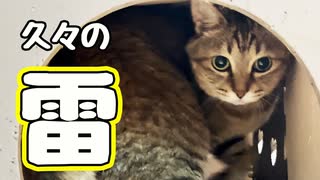いくつになっても苦手な様で…【野良猫】