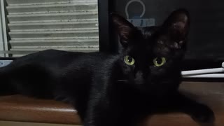 みつめるこま