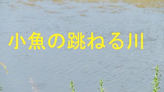 小魚の跳ねる川