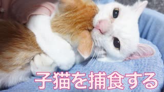 子猫を捕食するウチューネコ