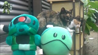 ハロとザクと猫２匹