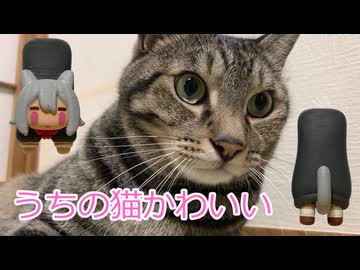 うちの猫がかわいい動画
