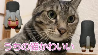 うちの猫がかわいい動画