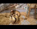 【伊豆シャボテン動物公園】コアリクイたちのわちゃわちゃタイム【ミナミコアリクイ】