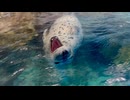 【浅虫水族館】うしお君のくつろぎタイム【スローモーション】