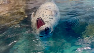 【浅虫水族館】うしお君のくつろぎタイム【スローモーション】