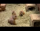 【須坂市動物園】みんなでもぐもぐタイム【プレーリードッグ】