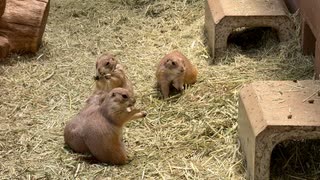 【須坂市動物園】みんなでもぐもぐタイム【プレーリードッグ】