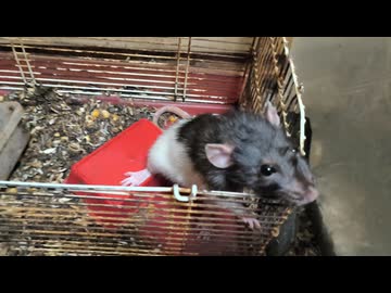 ニコニコラット！ 人気の「ラット」動画 228本 - ニコニコ動画