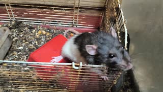 ケージの中から飼い主に対して何やら抗議をしているドブネズミ