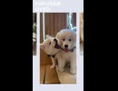 サモエドってどんな犬？と思ったあなたに□