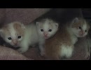 ミニごはんぽ - 2022/12/18(日) 14:57開始 - ニコニコ生放送