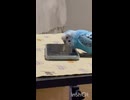 鳥の会？宇宙の世界
