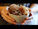もふもふでかわいい赤ちゃん猫動画