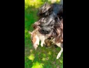 またしてもネズミを仕留めて飼い主に褒められるミニチュアシュナウザー