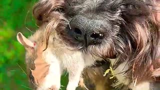 またしてもネズミを仕留めて飼い主に褒められるミニチュアシュナウザー
