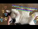 ブラシわしわしにゃんこモモです(2025年8月7日)