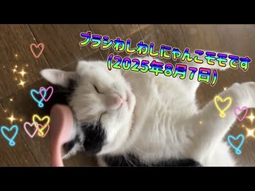 ブラシわしわしにゃんこモモです(2025年8月7日)